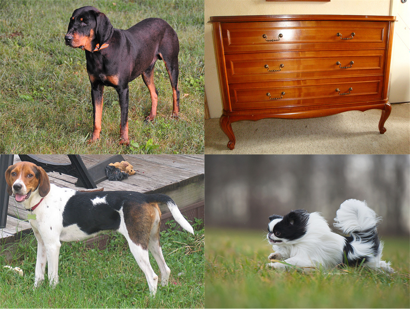 The hardest categories to mimic. ImageNet images clockwise from top left: black-and-tan coonhound, chiffonier, Japanese spaniel, English foxhound.