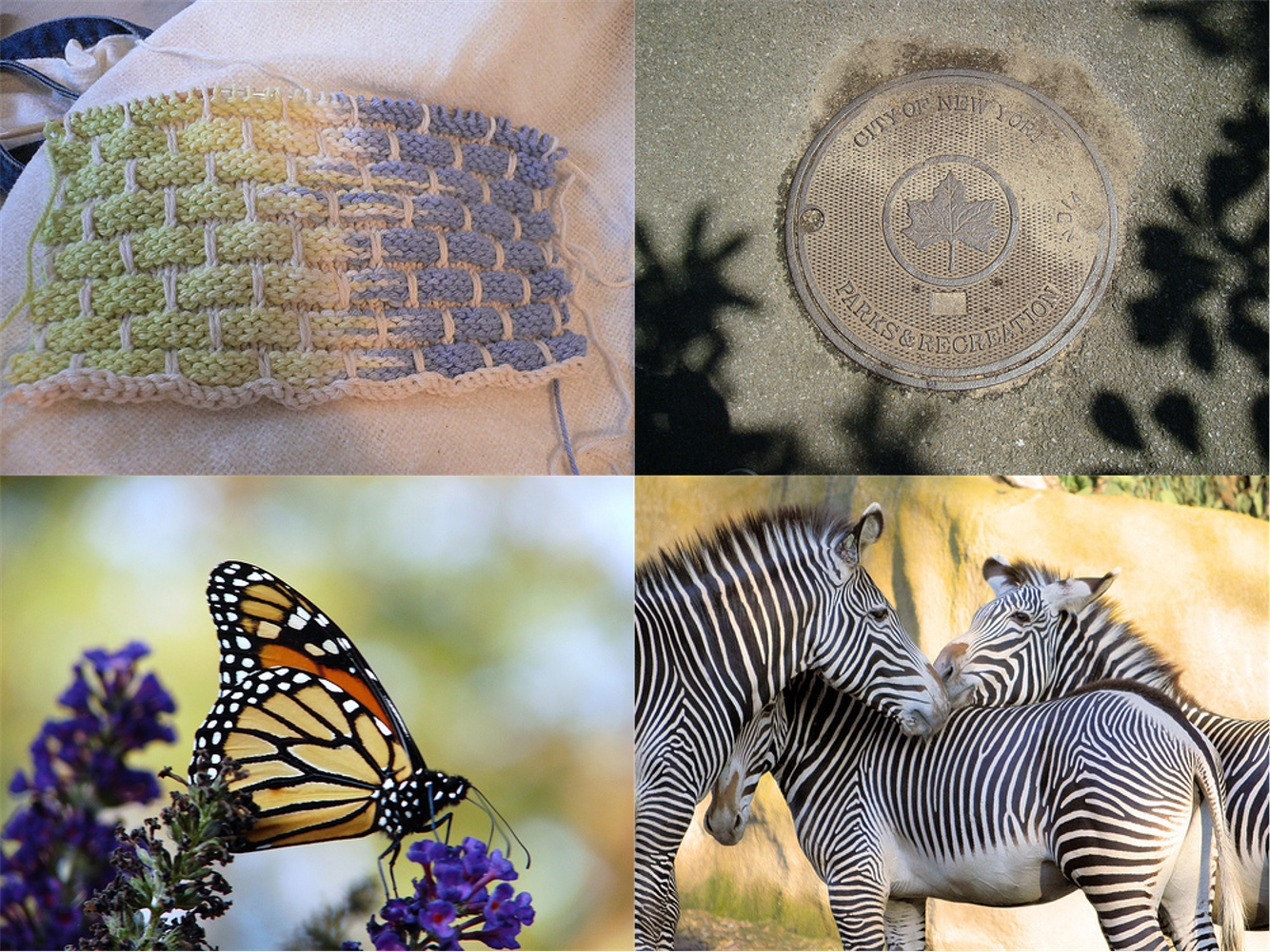 The hardest categories to modify. ImageNet images clockwise from top left: dishrag, manhole cover, zebra, monarch butterfly.